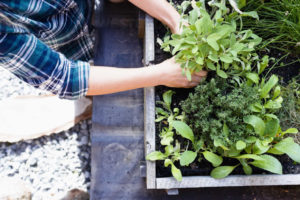 The top 5 raised garden beds for Garden and Patio