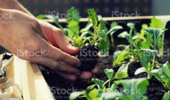 Harrod Horticultural Superior Metal Raised harden Bed