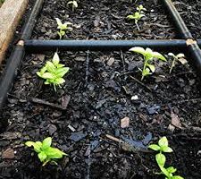 Garden In Minutes raised garden bed with Garden Grid Watering system