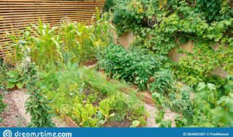 5 Popular Herbs That You Can Grow In A Raised Garden bed or Planter40 x 13 Inch Outdoor Elevated Garden Plant Flower Bed