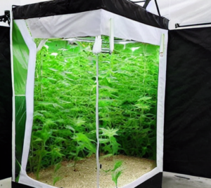 Grow Tent
