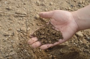 The Top 5 Soil Types for Raised Garden Beds
