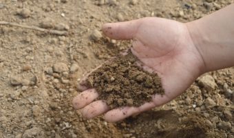 The Top 5 Soil Types for Raised Garden Beds