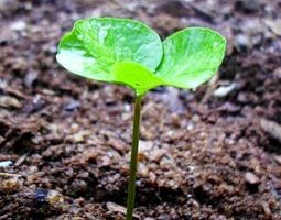 A Guide To Self-Watering Raised Garden Bed kits