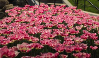 7 Popular Raised Garden Beds in 2023 and for 2024